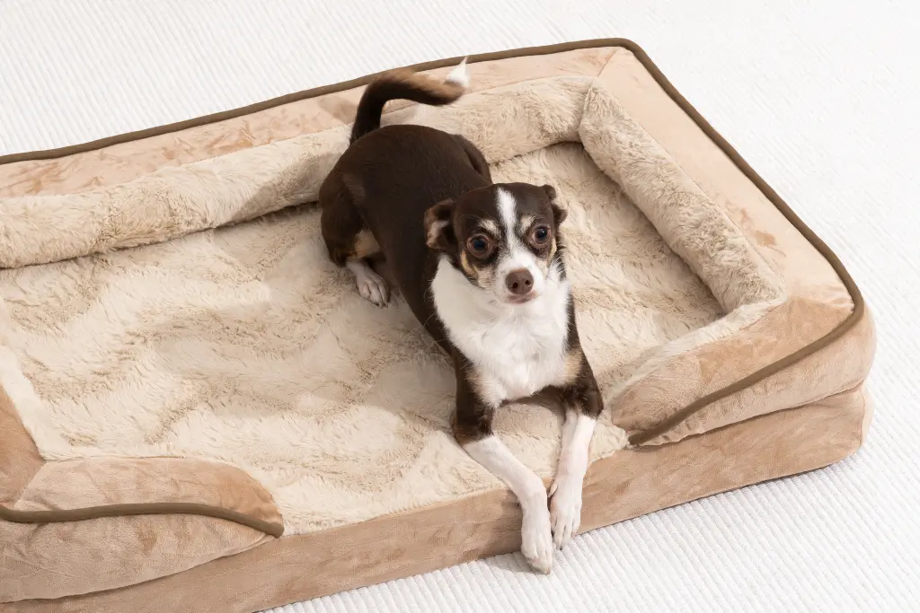 Comparing Different Types of Pet Beds:
