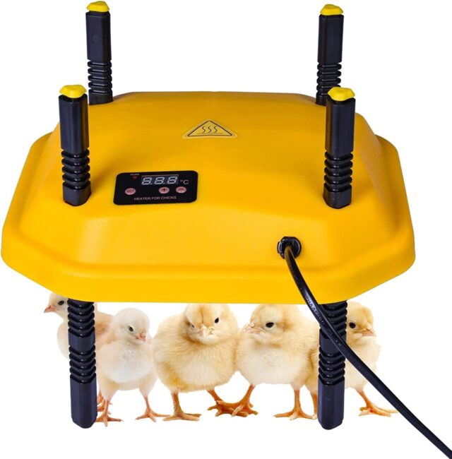 Brooder heating plate for chicks