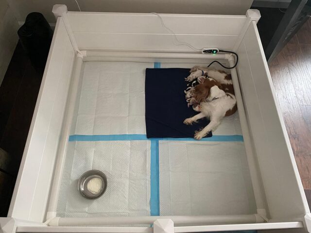 Large PVC Whelping Box for puppies.1.15 meter x 1.15 meter x .48 - Image 5