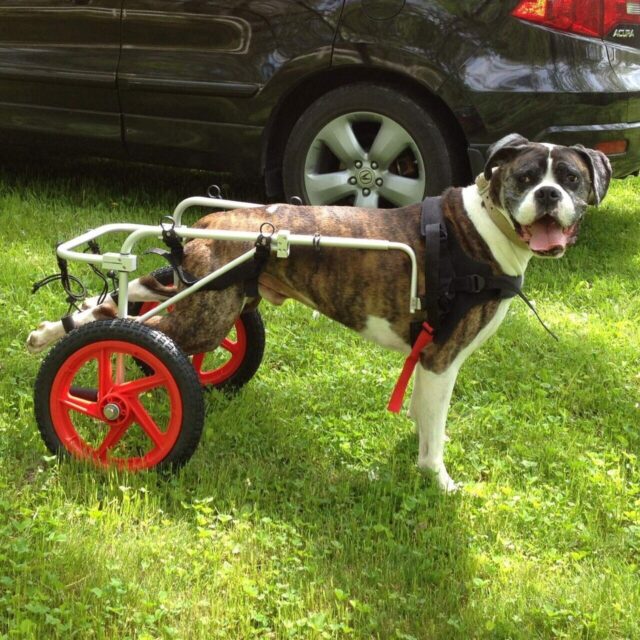 Extra Large - Best Friend Dog Mobility Wheel chair - Image 2