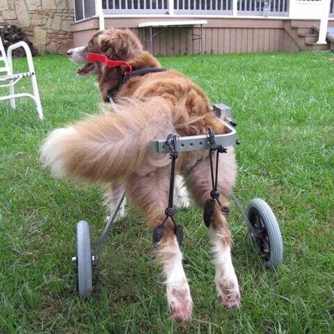 Medium  Best Friend Dog Mobility Wheel chair - Image 4