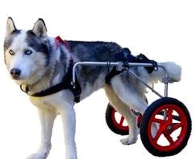 Extra Large - Best Friend Dog Mobility Wheel chair - Image 4