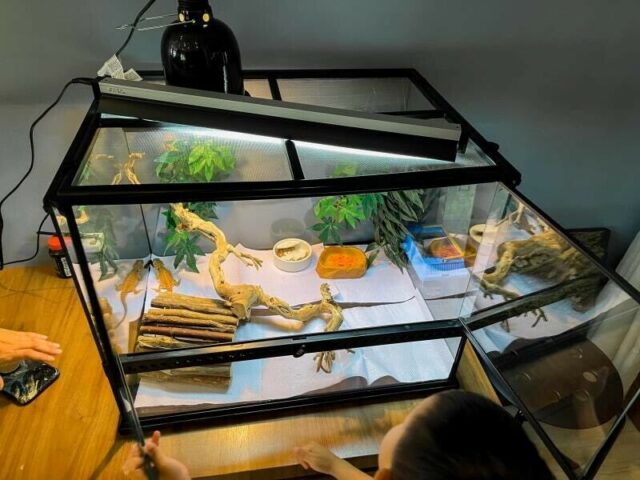 24 WATT/ 2 Feet Reptile T5 UVB Fitting and Tube light - Image 11