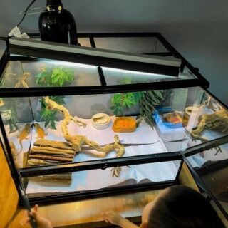39 WATT/ 3 Feet Reptile T5 UVB fitting + 39 Watt UV tube 10. Desert Reptiles. - Image 6