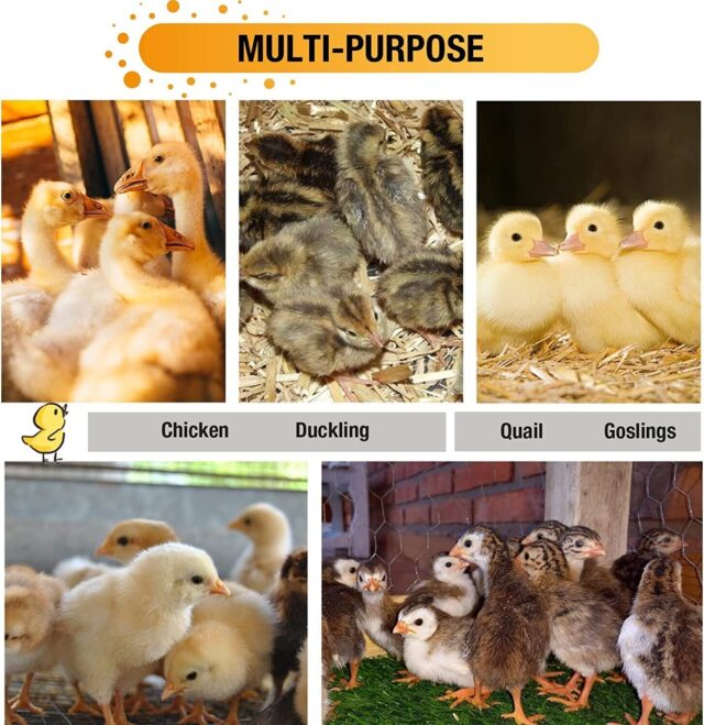 Brooder heating plate for chicks - Image 7