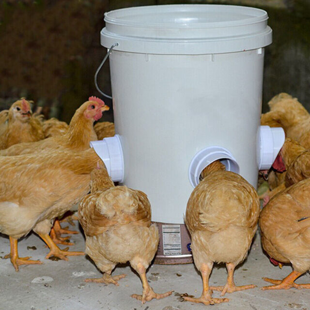 DIY Gravity Poultry Feeder Kit: Make your own feeder - Image 7