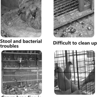 Pigeon Cage Breeding Cage for Pigeon Pairing Cage - Image 6