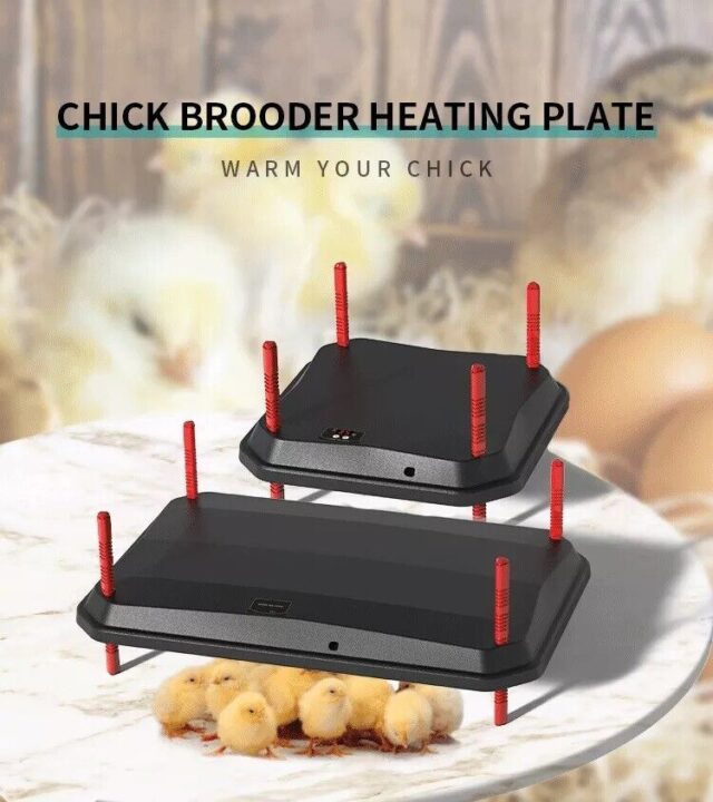 Brooder heating plate for chicks - Image 8