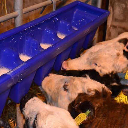 Over the fence 6  teats  milk feeder