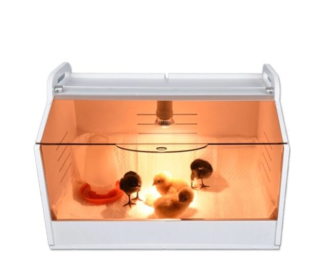 Small Brooder for hand raise birds / chicks /wild life