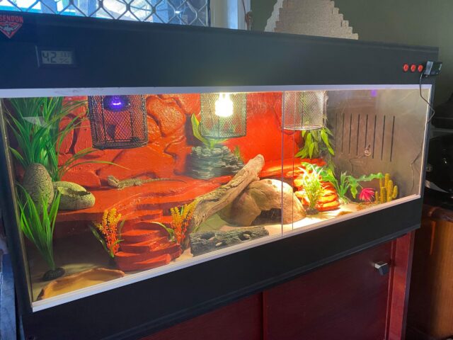 PVC Reptile Enclosure 60 cm x 40 cm x 40 cm with Thermostat - Image 4