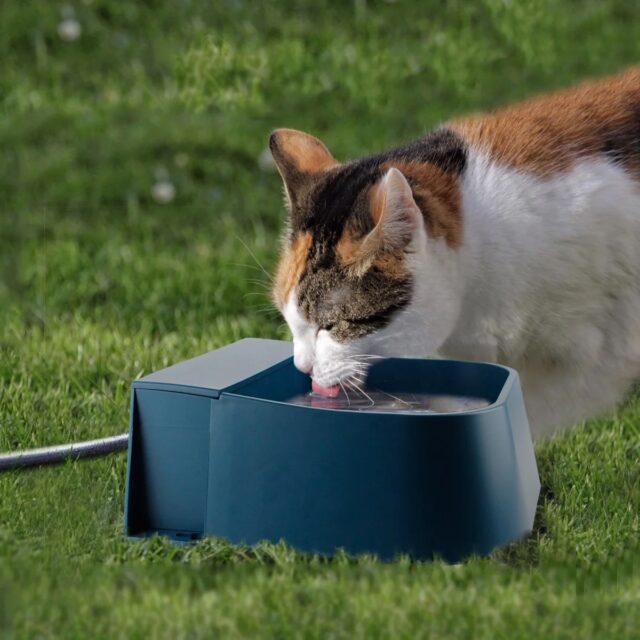 Pet / Dog/ Cat / Rabbit/ Chooks 2 litre auto drinking bowl - Image 6