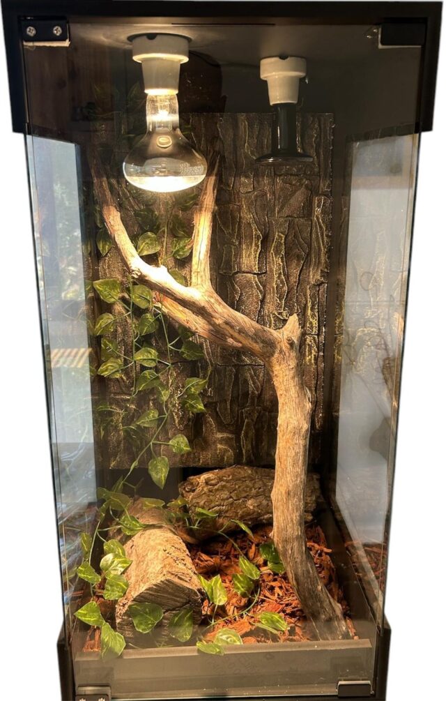 Vertical 60x40x40 Reptile Enclosure Clone