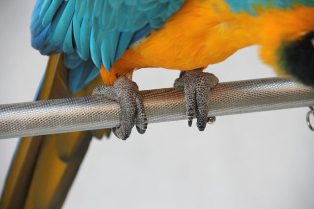 Parrot Feeding Station Small Size - Image 2