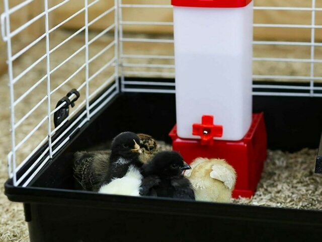 Neat and Clean Brooder - Image 3