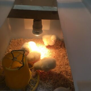 Brooder Kit : UVA+UVB Bulb - Image 9