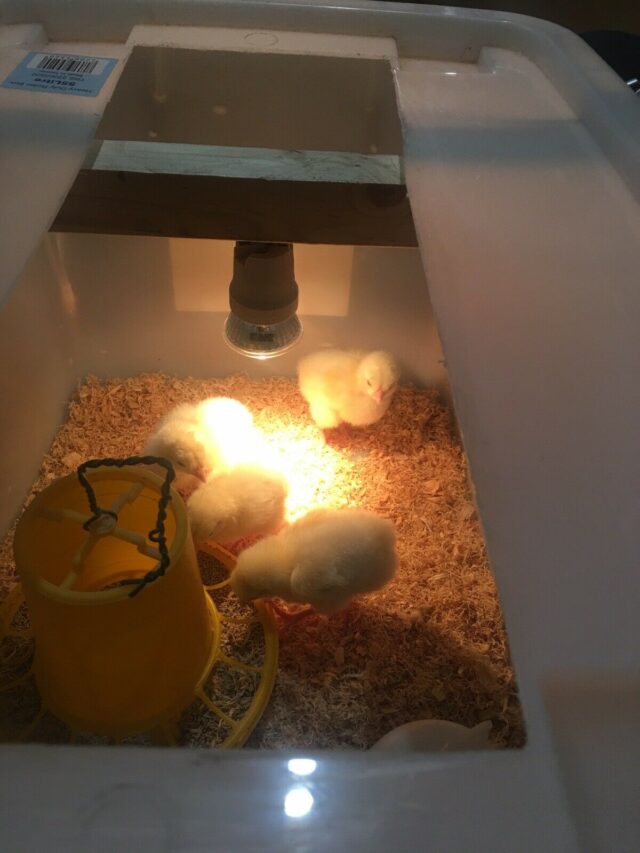 Brooder Kit : UVA+UVB Bulb - Image 9