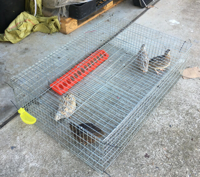Cages for Quail farming - Image 4
