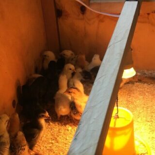 Basic Brooder Kit with heat lamp - Image 8