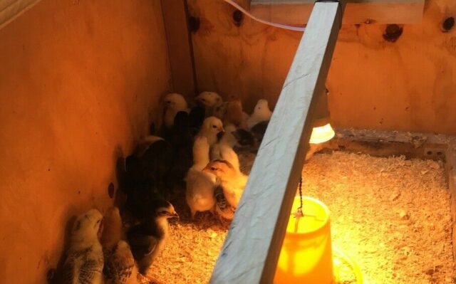 Basic Brooder Kit - Image 11