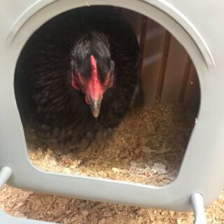 Wall mounted poultry nest - Image 4
