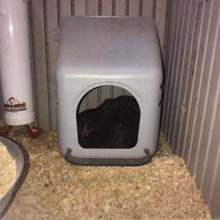 Wall mounted poultry nest - Image 6