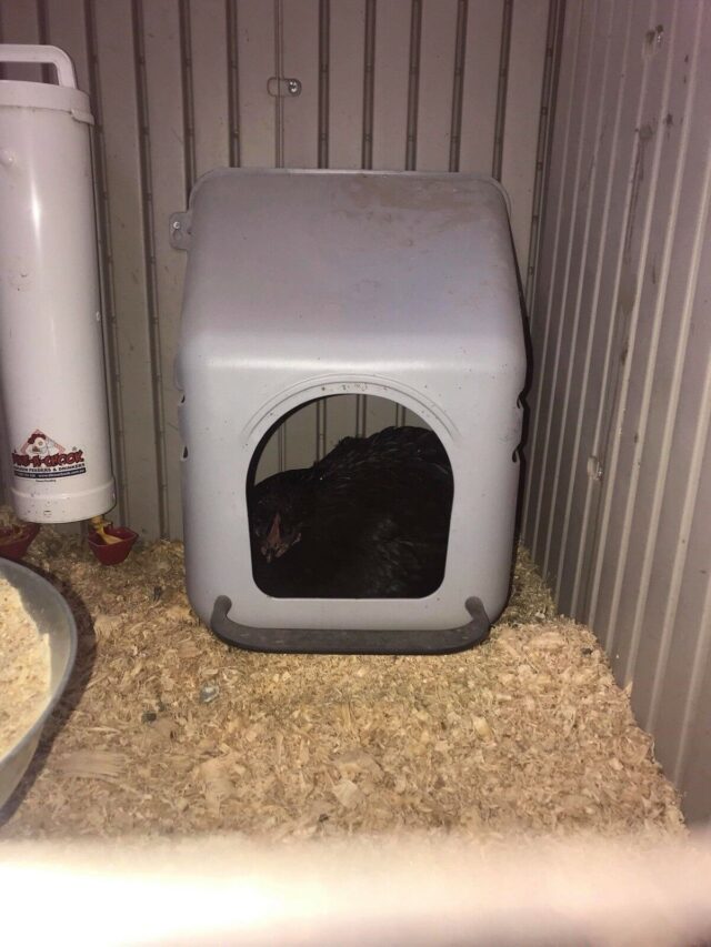 Nesting box and laying box - Image 6