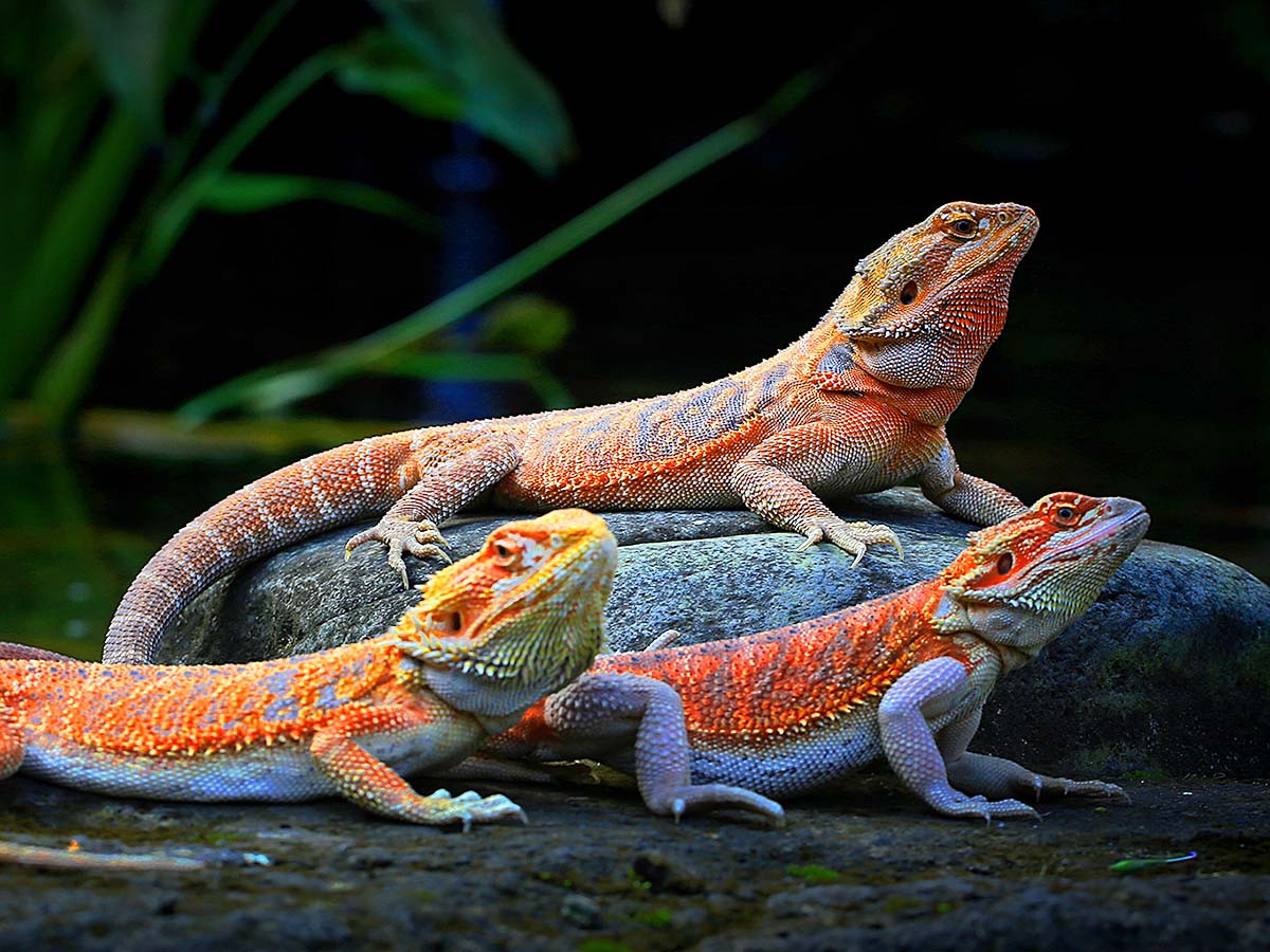 Choosing the Right Reptile Enclosure: A Comprehensive Guide