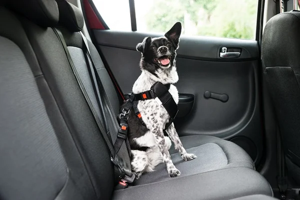 pet supplies