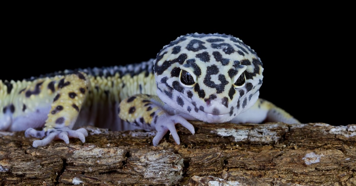 reptile