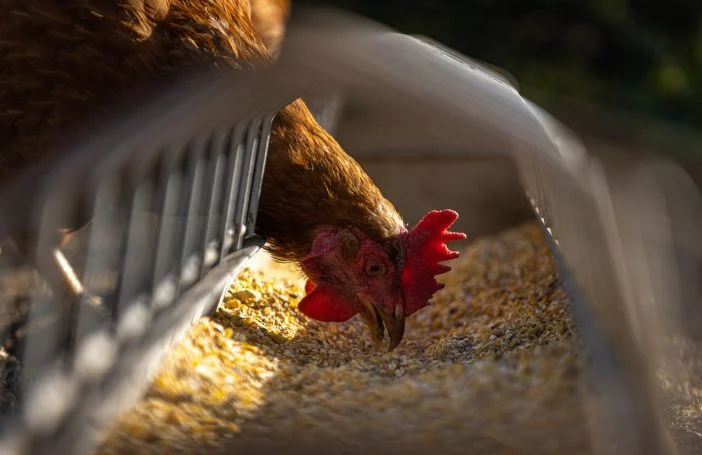 poultry setup