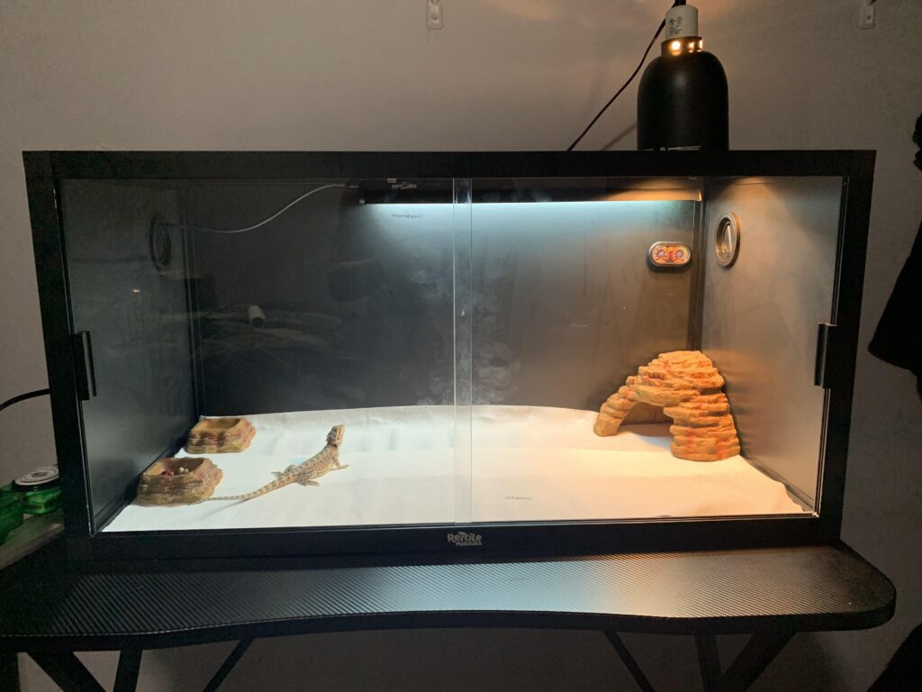 Bearded Dragon Tank