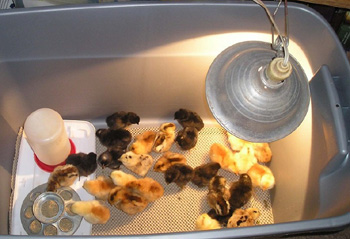 Brooder Lamp