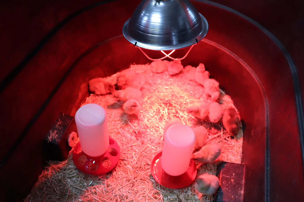 brooder lamps in australia