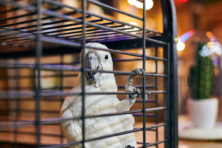 The Perfect Bird Cage With the Right Accessories