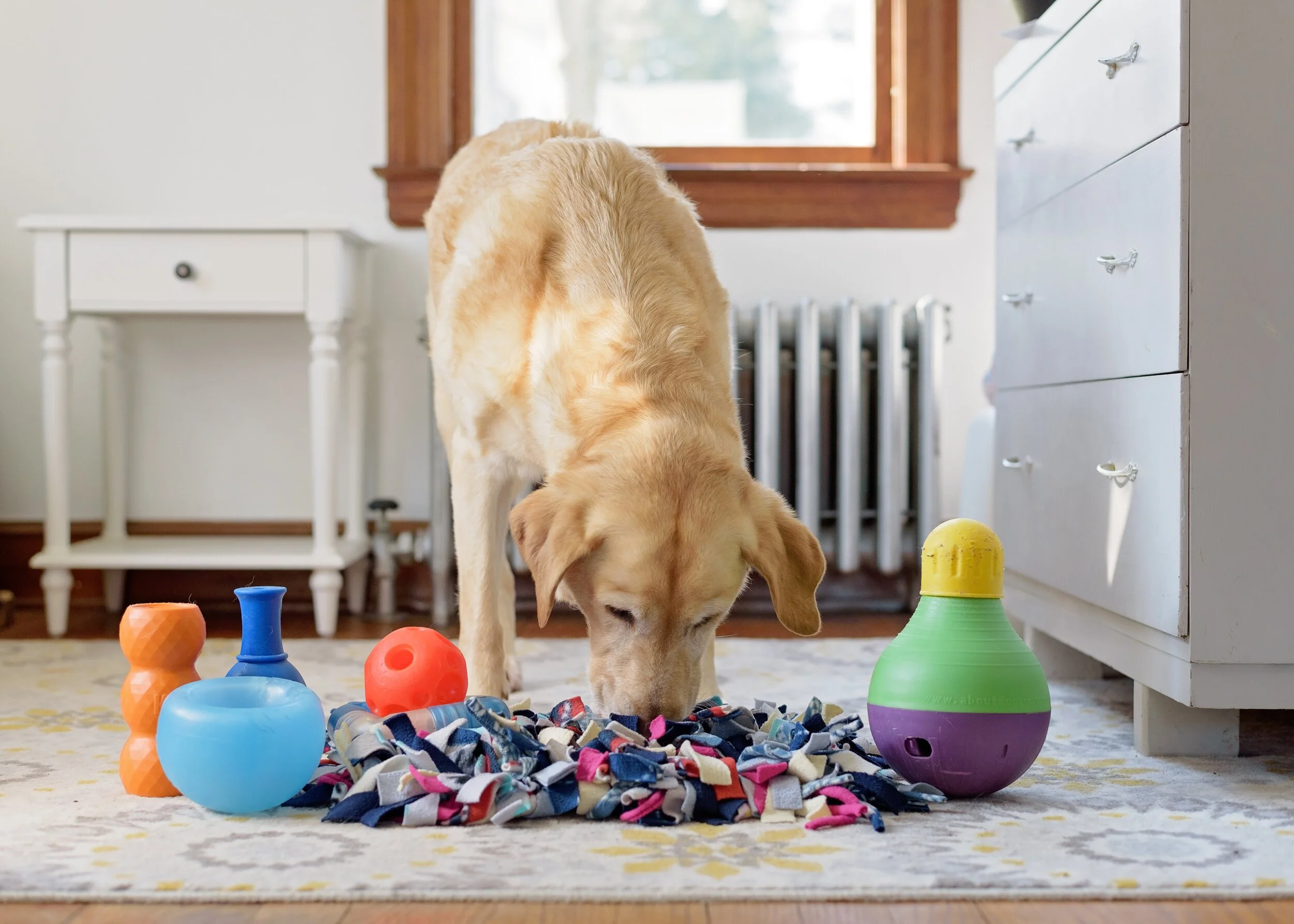 Interactive Pet Accessories That Reduce Boredom and Anxiety