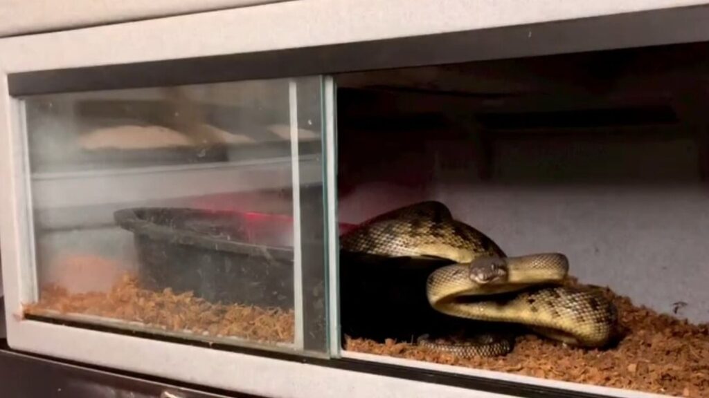 Reptile Accessories You Need for a Safe Enclosure Setup