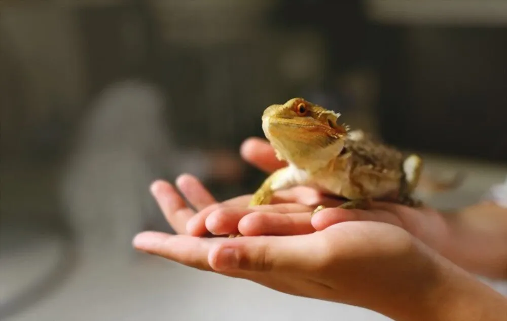 Choosing the Best Pet Supplies for Exotic Pets