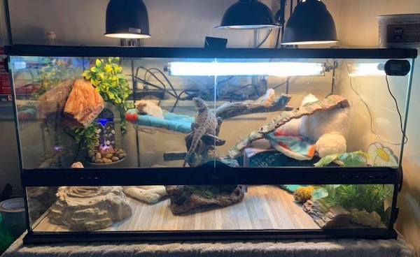 DIY Tips for Setting Up Your Bearded Dragon Tank at Home