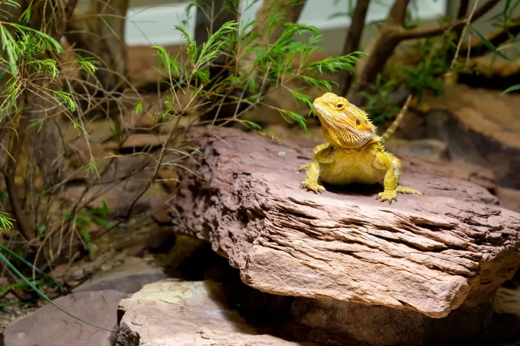How to Keep Your Reptile Enclosure Hygienic according to the Climate