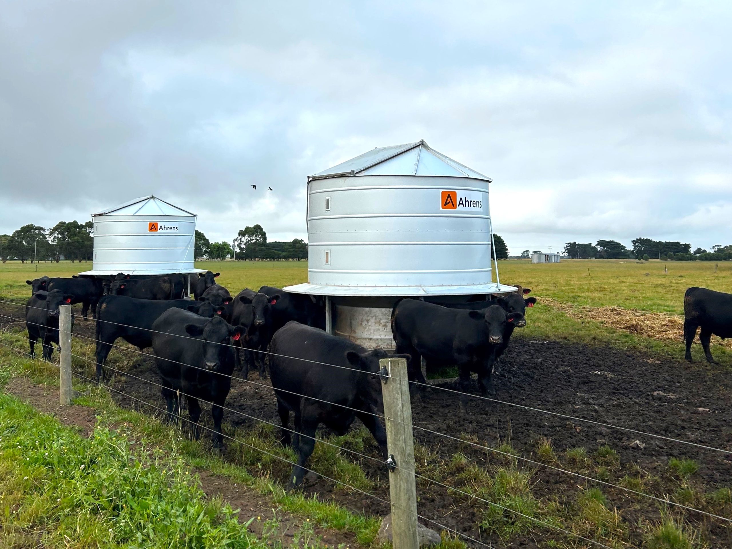 Top Livestock Feeders for Efficient Farm Management