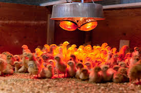 Designing a Smart Brooder Setup for Maximum Chick Survival