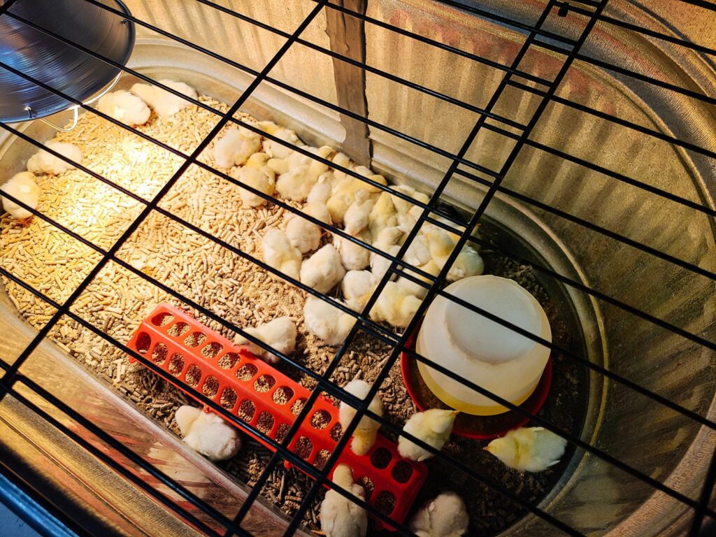 Raising Healthy Chicks: Essential Equipment Every Poultry Owner Needs