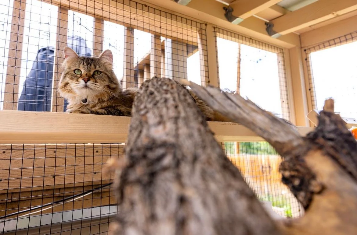 Indoor vs Outdoor Enclosures: What’s Better for Your Pets?