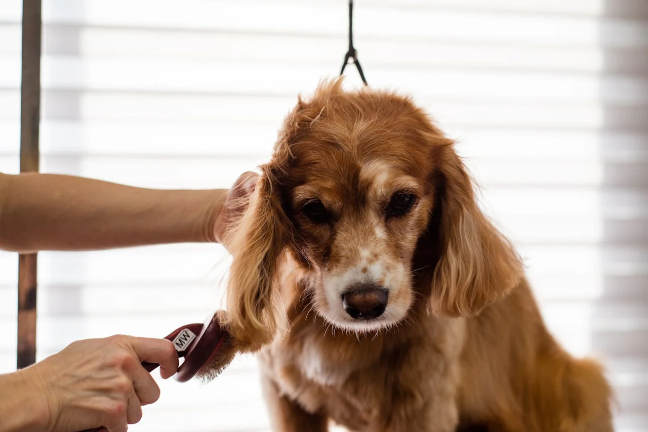 How to Build the Perfect pet care