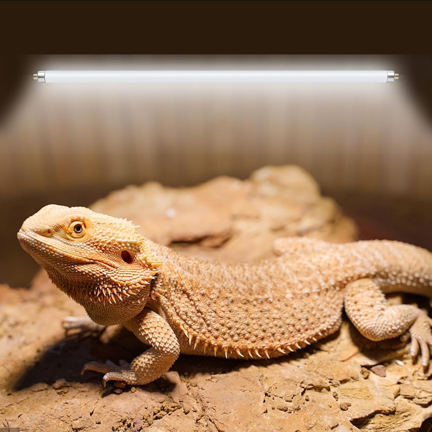 T5 UVB Lamp Terrarium, 24 UVB 10.0 % , 22 inch / Feet tube only - Image 3