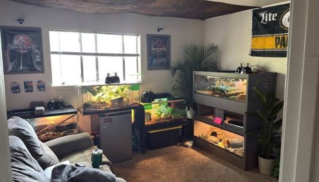 Creating the Perfect Living Space for Reptiles