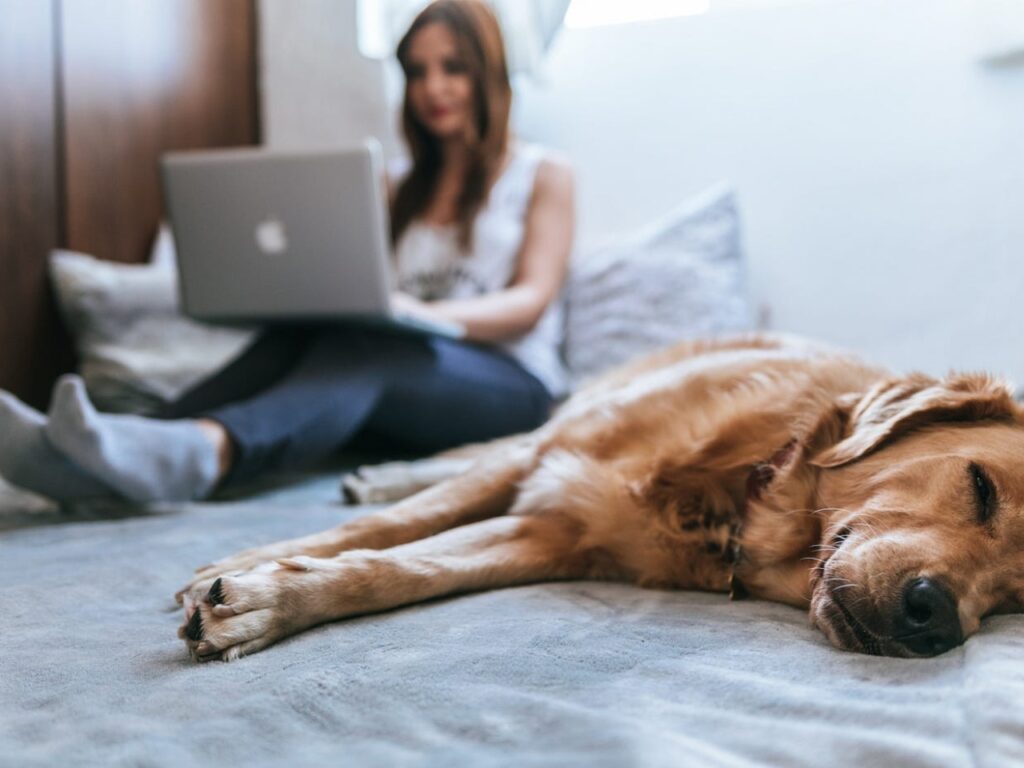Pet Care and Accessories