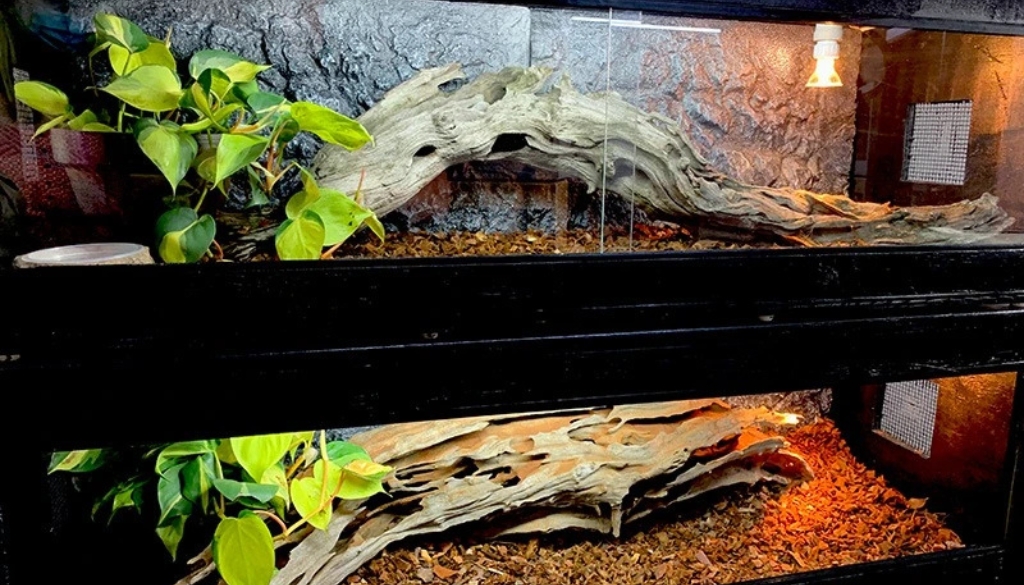 What Reptile Accessories Are