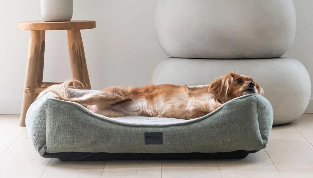 10 Best Value Pet Accessories